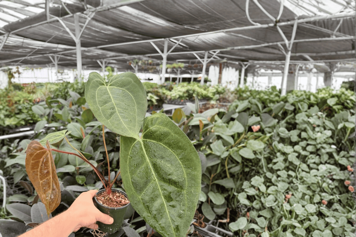 Anthurium Black Sweet x Portillae - 2 Live Plants in 4-Inch Pots (Exact Listing)