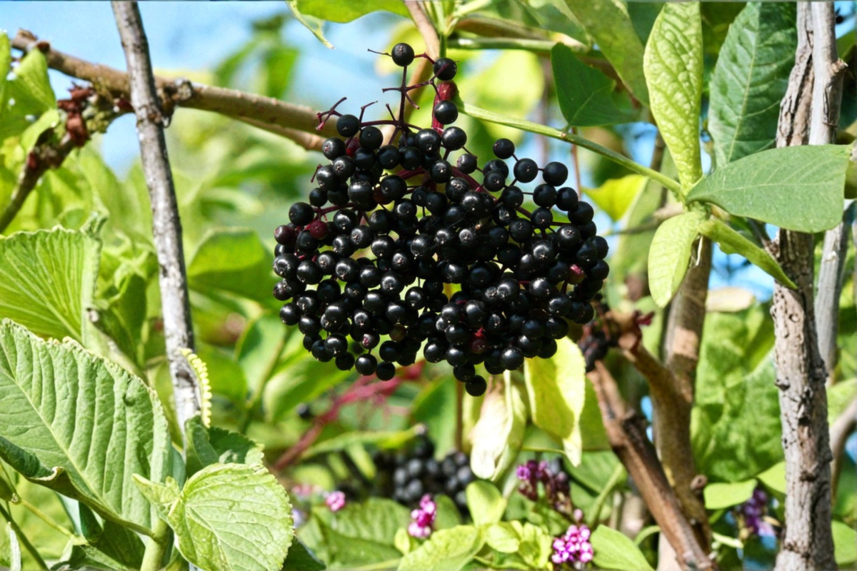 Adams Elderberry (Sambucus canadensis) Live Plant | Fruiting Shrub for Edible Garden