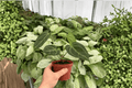 Anthurium Red Stem × Legend - 2 Bare-Root Live Plants in 4-Inch Pots