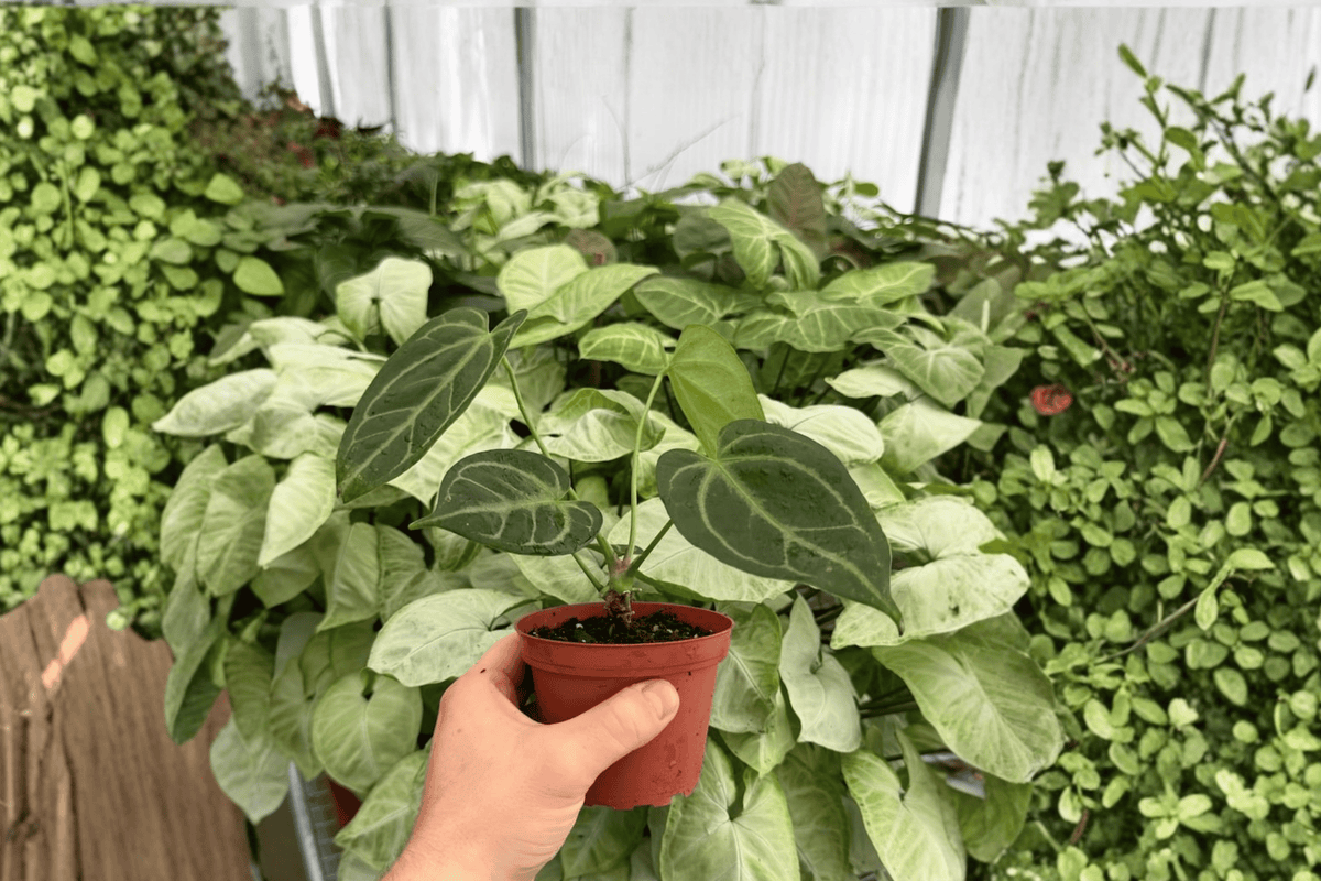 Anthurium Red Stem × Legend - 2 Bare-Root Live Plants in 4-Inch Pots