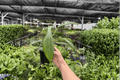 Philodendron joepii - 2 Live Plants in 4-Inch Pots | Rare Climbing Aroid