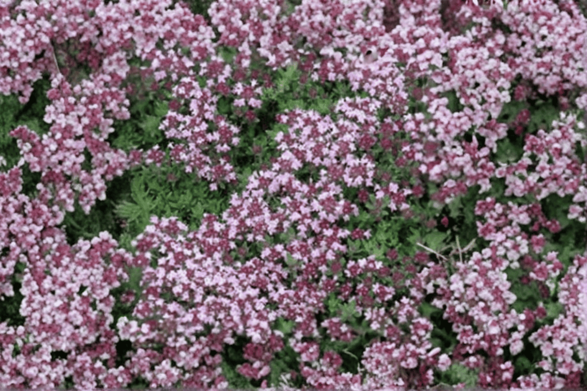 Magic Carpet Creeping Thyme 1 Live Plant in 4-Inch Pot (Thymus serpyllum 'Magic Carpet')