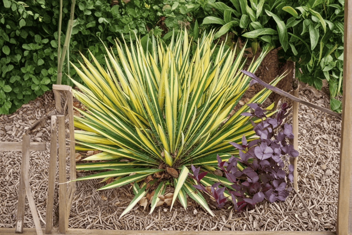 Color Guard Adam’s Needle Yucca filamentosa 'Color Guard' - 1-Gallon Live Plant