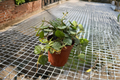 Hoya Curtisii 2-Inch Rooted Starter Plant | Silver-Speckled Trailing Hoya