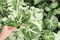 Syngonium Glo-Go Starter Plants (2 Pack) – Live Tropical Foliage