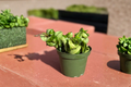 Hoya Compacta Hindu Rope Live Plant in 4-Inch Pot | Rooted Starter