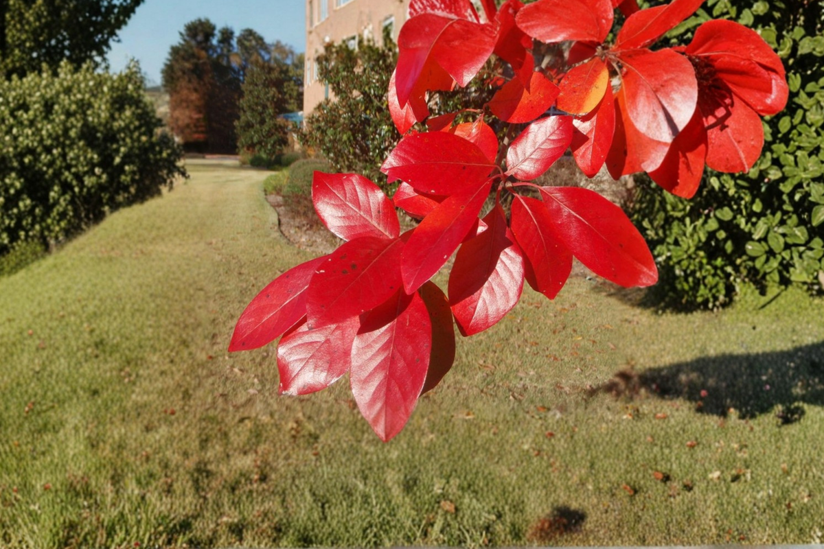 Black Tupelo (Nyssa sylvatica) Live Tree - 1 Gallon Pot