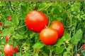 Park's Whopper Tomato Live Plant - Rooted Starter for Garden, Raised Beds & Containers