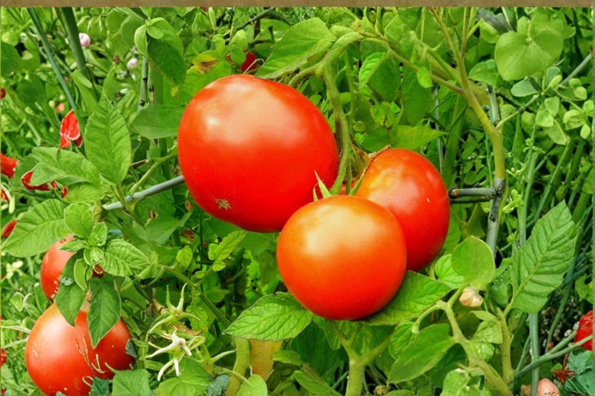 Park's Whopper Tomato Live Plant - Rooted Starter for Garden, Raised Beds & Containers