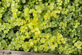 Golden Creeping Jenny Starter Plants | Lysimachia nummularia Groundcover (6 Live Plants)