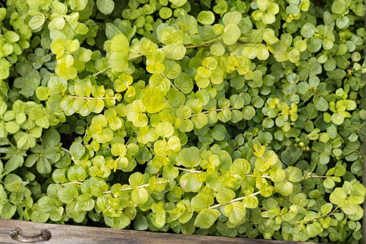 Golden Creeping Jenny Starter Plants | Lysimachia nummularia Groundcover (6 Live Plants)