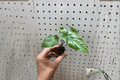 Alocasia 'Corazon' Starter Plants (2) - Bare Root Live Indoor Tropical Foliage