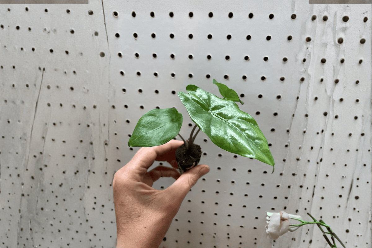Alocasia 'Corazon' Starter Plants (2) - Bare Root Live Indoor Tropical Foliage