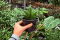 Sansevieria Jewel Crown – 2 Exact Plants (4" Pot) – Live Starter Plants