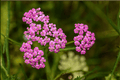 Pink Grapefruit Yarrow (Achillea millefolium 'Pink Grapefruit') - 4-Inch Live Plant