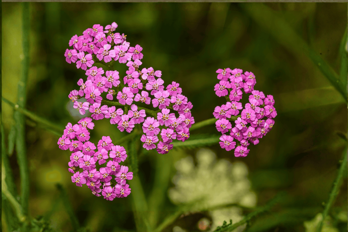 Pink Grapefruit Yarrow (Achillea millefolium 'Pink Grapefruit') - 4-Inch Live Plant