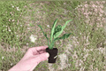 Aglaonema Maria Starter Plants (Bare Root) — 2 Live Starter Plants