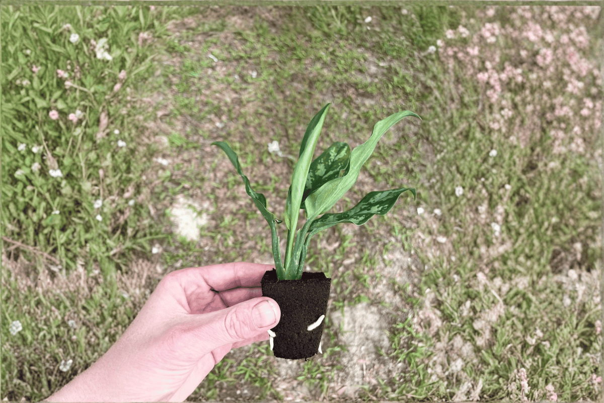 Aglaonema Maria Starter Plants (Bare Root) — 2 Live Starter Plants