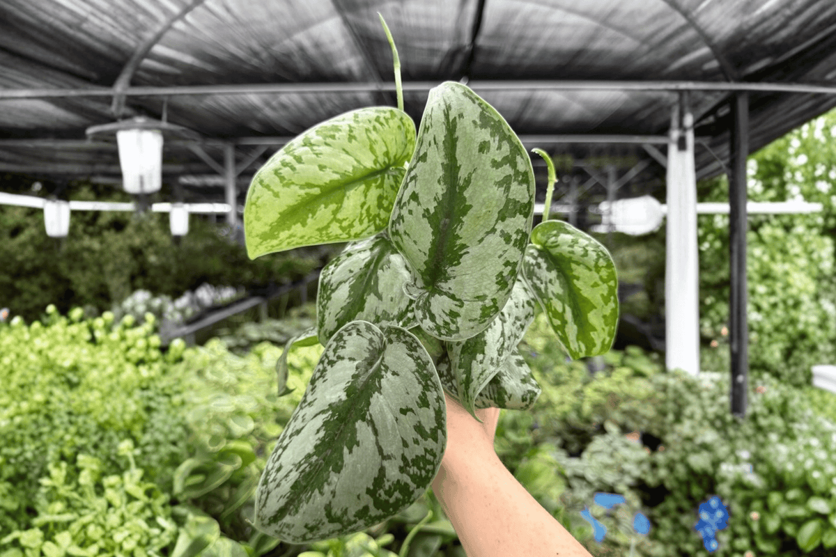 Scindapsus Exotica (Exotica Pictus) - 2 Live 4-Inch Potted Plants
