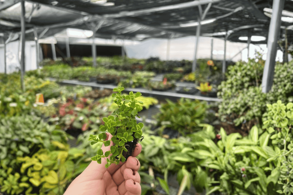 Pilea depressa (Pilea Baby Tears) Starter Plants - 2-Pack, 2-Inch Pots