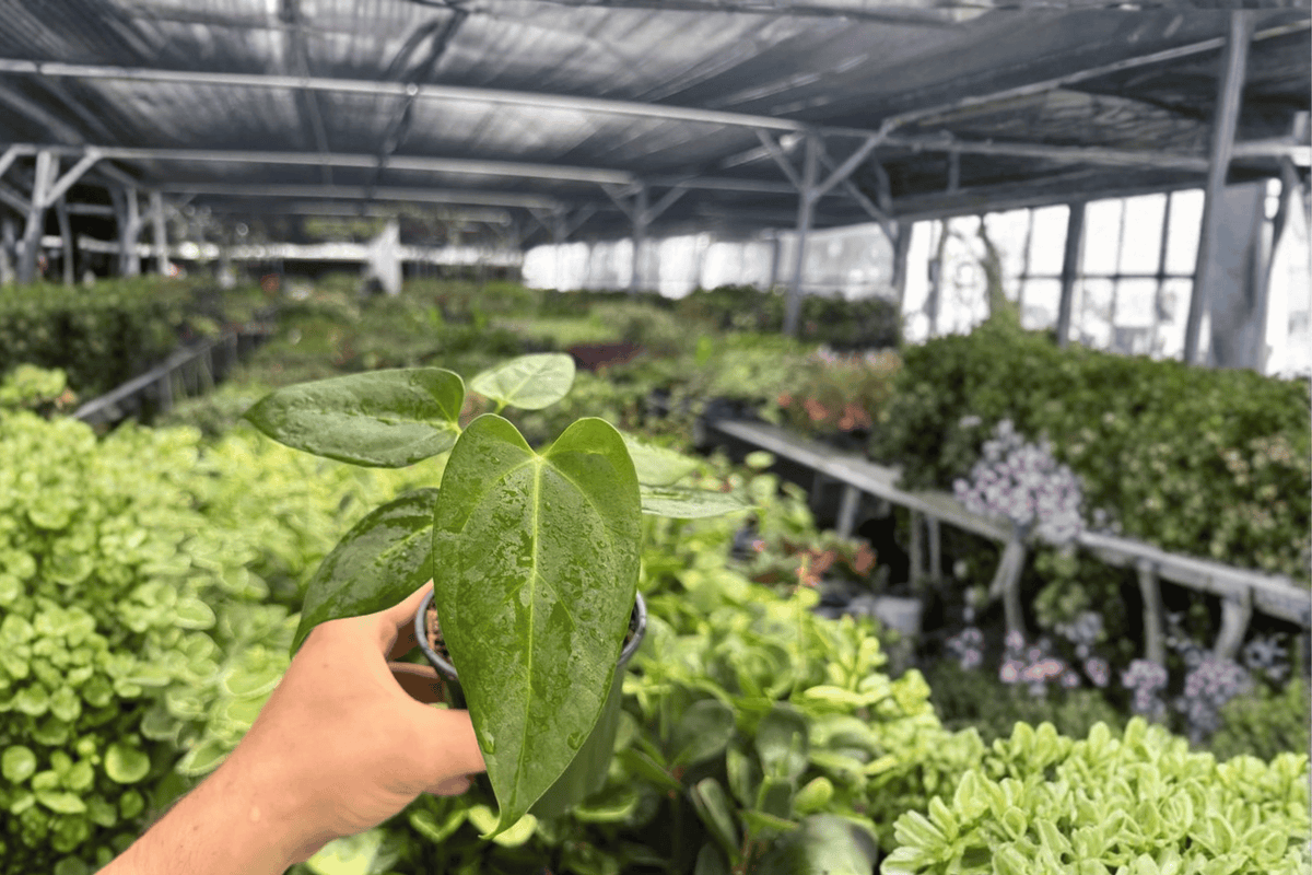 Anthurium Blue Papi × Red Stem Live Plants – 2x 4-Inch Pots