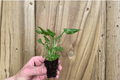 Enzie Xanadu Philodendron Starter Plants (Thaumatophyllum xanadu) – 2 Live Starter Plants