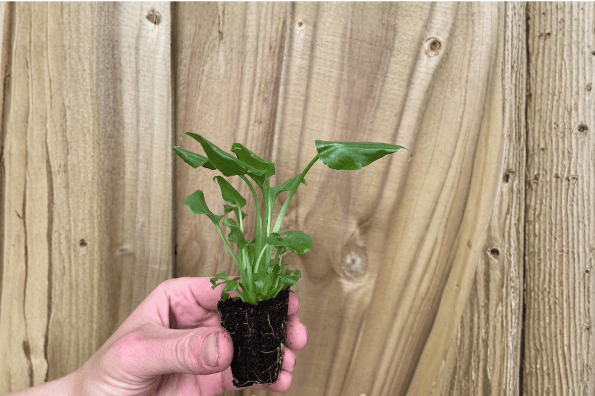 Enzie Xanadu Philodendron Starter Plants (Thaumatophyllum xanadu) – 2 Live Starter Plants
