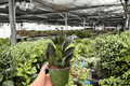 ZZ Black Queen ZZ Black Queen Live Plants - 4-Inch Pots (2-Pack) Zamioculcas zamiifolia
