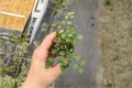 Button Fern (Lemon Fern) Starter Plant in 2-Inch Pot – Nephrolepis cordifolia