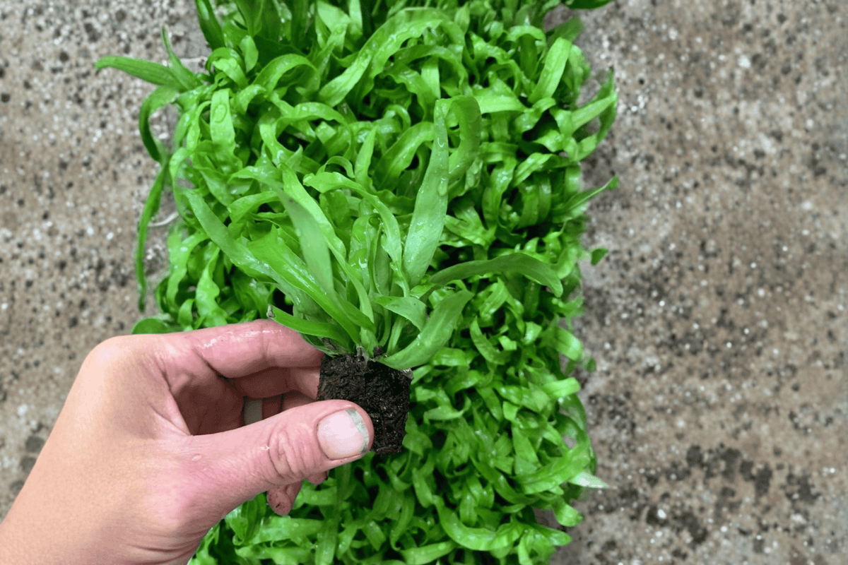 Hurricane Fern Starter Plants (Asplenium antiquum 'Hurricane') - 2 Live Bare Root Starters
