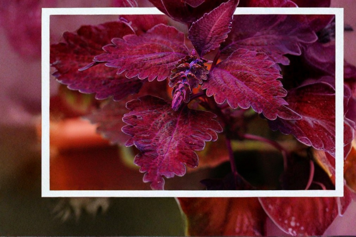 Florida Sun Rose Coleus Live Plants - 3 Bare Root, 4–6 Inches Tall