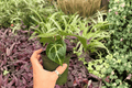 Anthurium Hoffmanii × Red HU | 2 Live 4-Inch Pots – Exact Plants