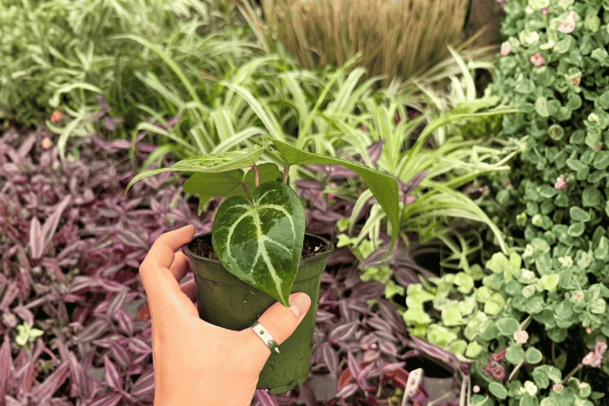 Anthurium Hoffmanii × Red HU | 2 Live 4-Inch Pots – Exact Plants