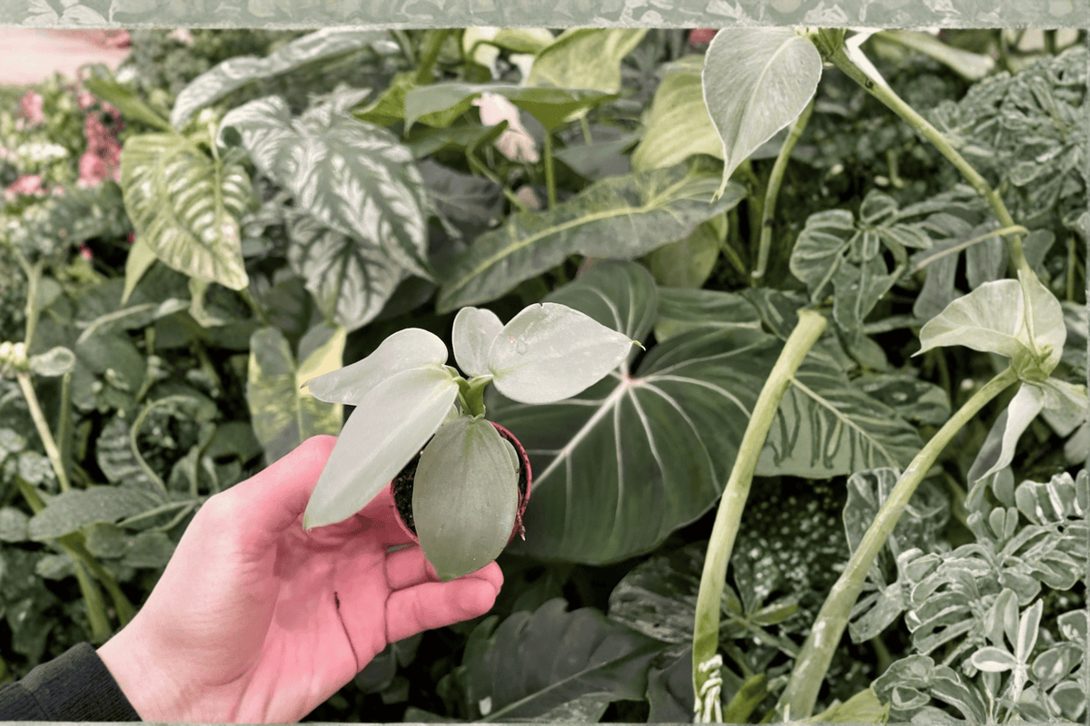 Philodendron Silver Sword Starter Plants (Philodendron hastatum) – 2-Pack in 2-Inch Pots
