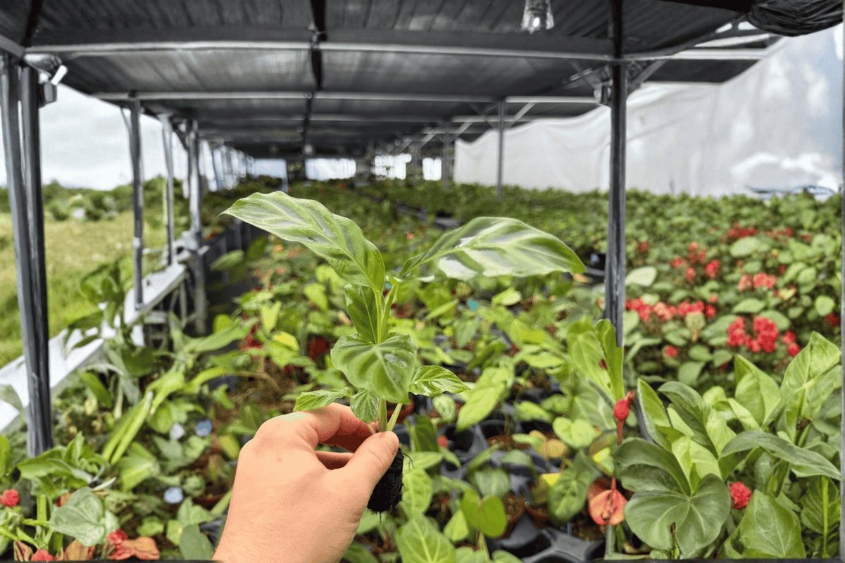 Calathea Zebrina Goeppertia zebrina Starter Plants — 2 Bare Root 2-Inch Pots