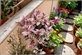 Tradescantia Nanouk Live Plant in 4-Inch Pot | Pink & Purple Striped Houseplant