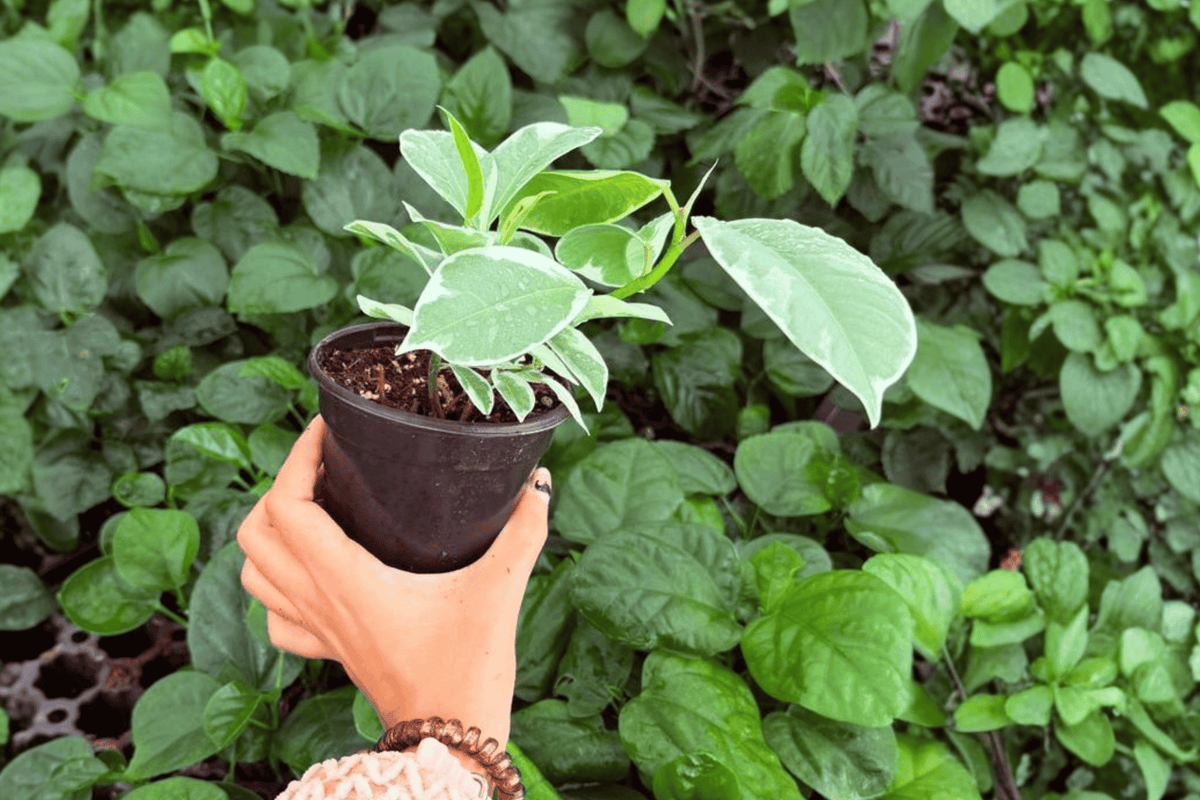 Ficus elastica 'Tineke' Live Plants – 2 Potted 4-Inch Plants (Ficus Tineke)