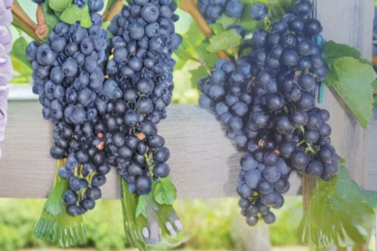 Mars Seedless Grape Vine - 2 Gal Live Plant, Blue-Purple Seedless Grapes for Trellis