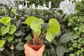 Begonia phuthoensis - 2 Exact Live Bare Root Plants, 4-Inch Pot Size (No Pot)