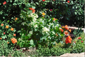 Tricolor Bougainvillea Live Plant – Orange, Gold & White Blooms in One Pot