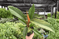 Philodendron Pluto Choco Empress 2 Live Plants in 4-Inch Pots