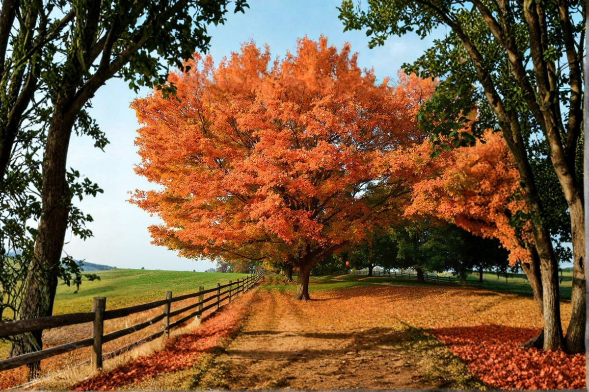 Sugar Maple Tree Acer saccharum - 1 Gallon Pot, ~18" Tall Live Plant
