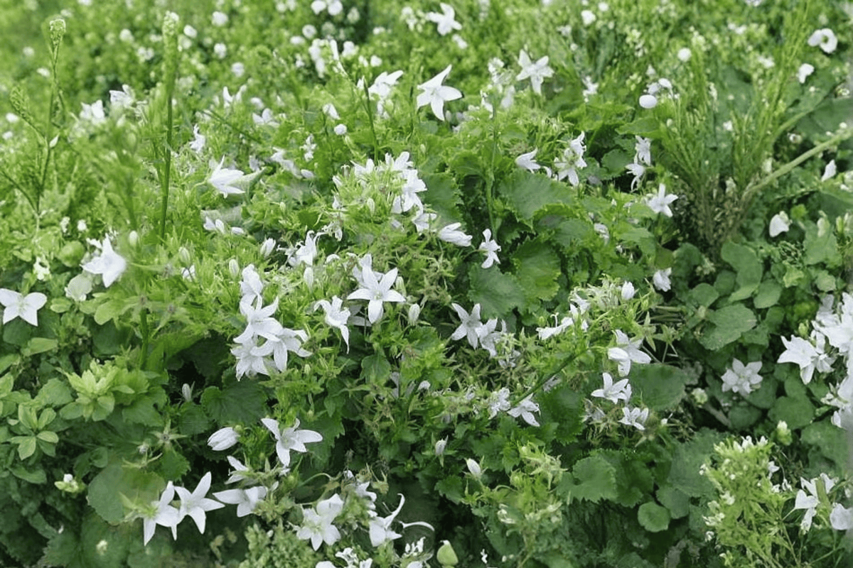 White Serbian Bellflower Alba Campanula poscharskyana – 4-Inch Pot Live Plant