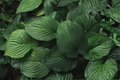 Serendipity Hosta - 5 Large Rooted Plants