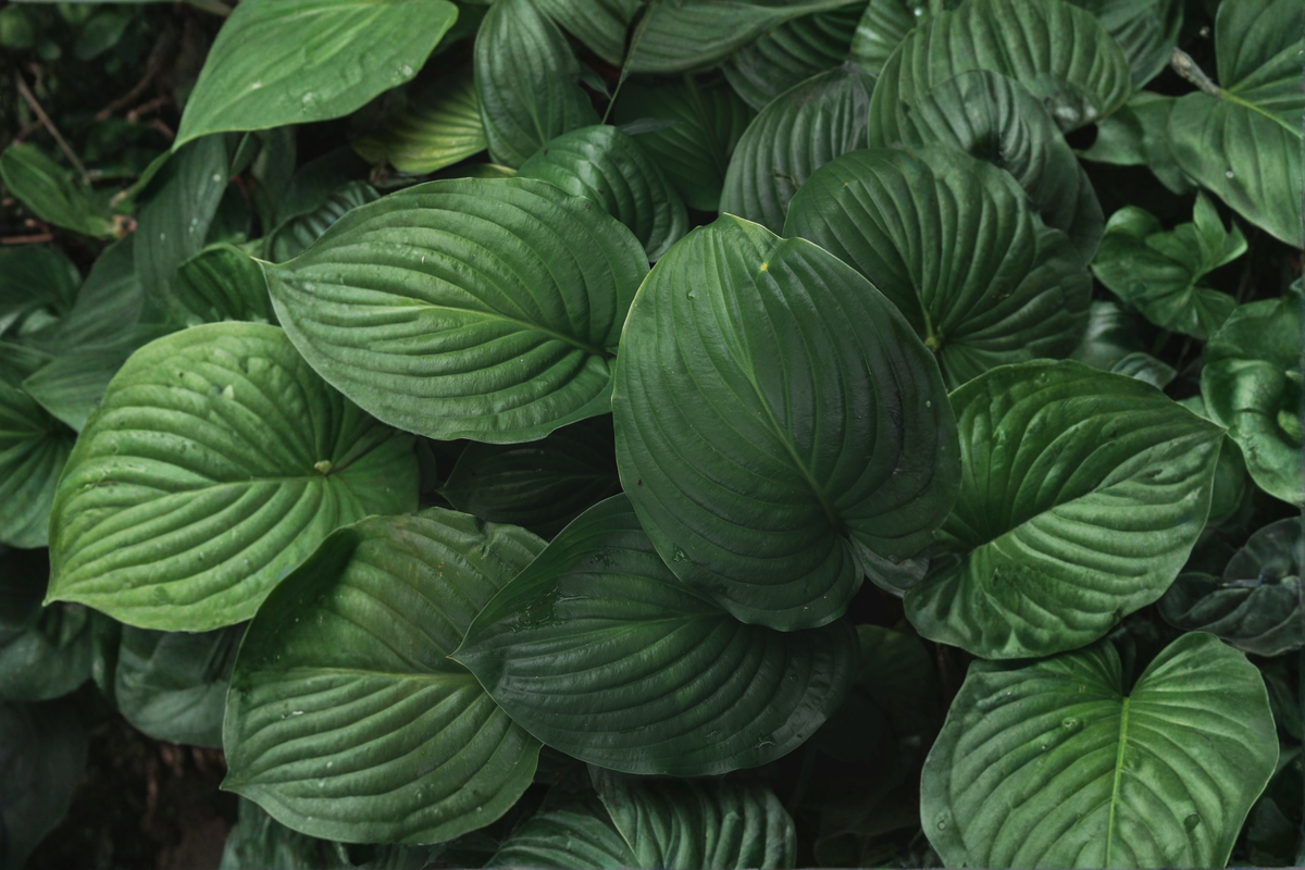 Serendipity Hosta - 5 Large Rooted Plants