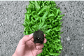Asplenium antiquum 'Hurricane' Fern Starter Plants – Bare Root (2) | Bird's Nest Fern