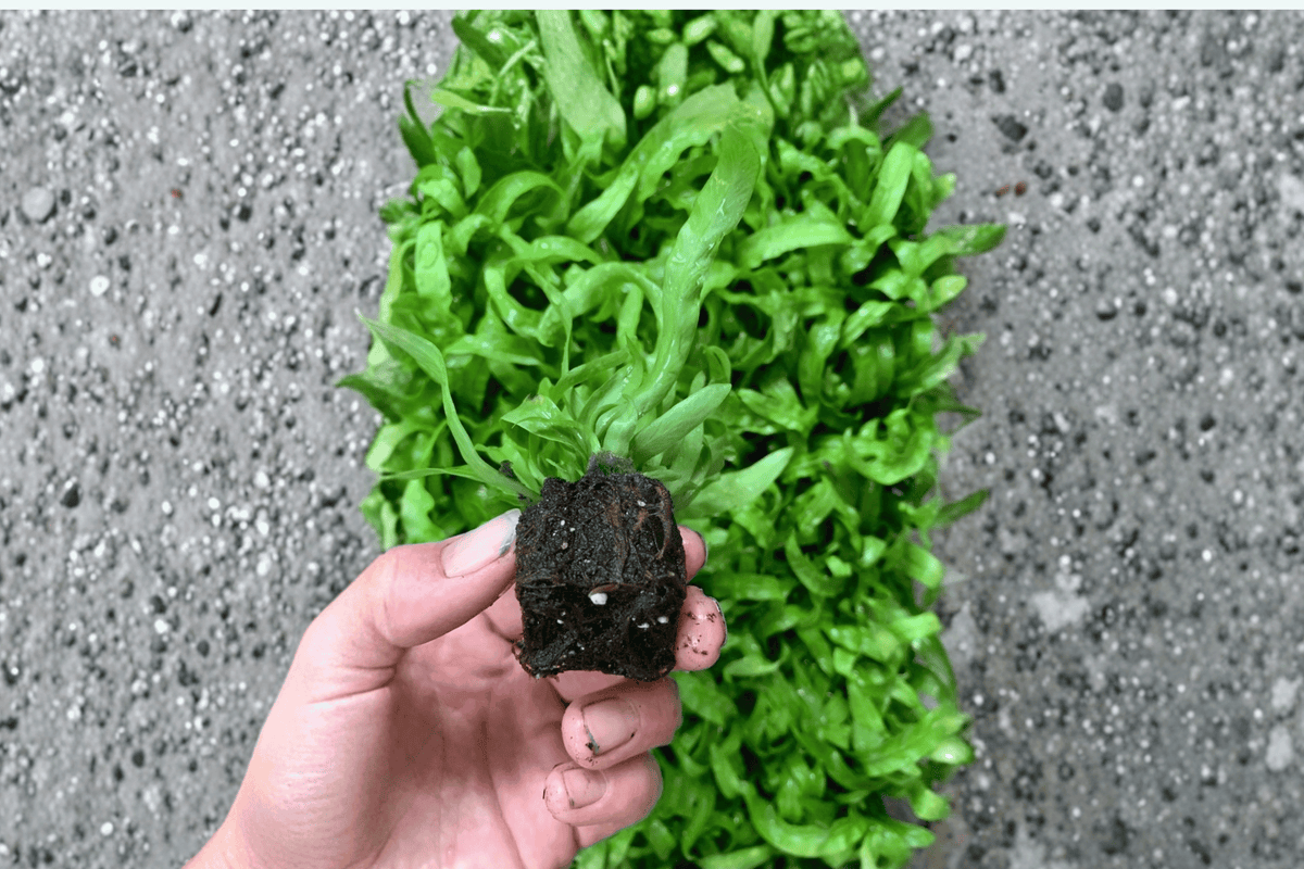 Asplenium antiquum 'Hurricane' Fern Starter Plants – Bare Root (2) | Bird's Nest Fern