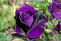 Purple Dragon Rose Seeds - 10 Fresh Seeds, Fragrant Flowering Plant