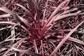 Cordyline australis ‘Salsa’ (Torbay Palm) 1 Gallon Live Plant – Dancing Series