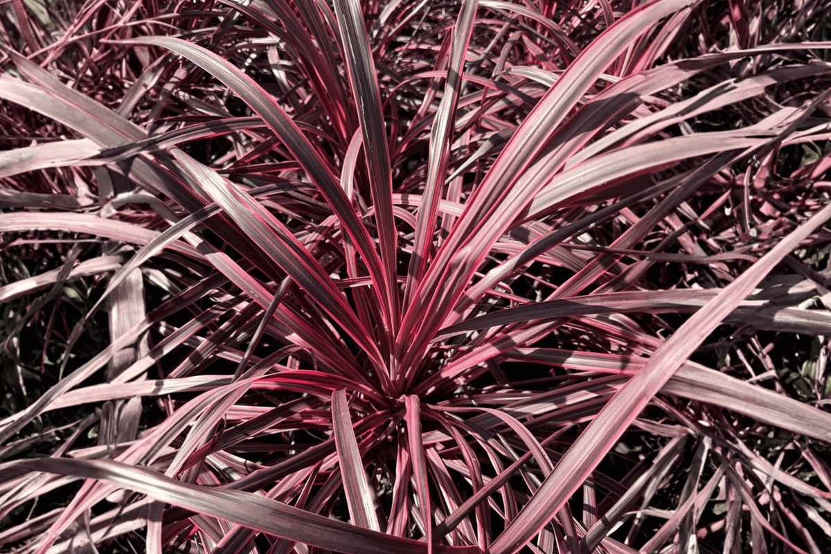 Cordyline australis ‘Salsa’ (Torbay Palm) 1 Gallon Live Plant – Dancing Series